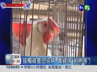 H7N9病毒來源? 活禽市場最危險!