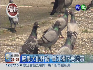 H7N9奪23命 台灣未出現新病例