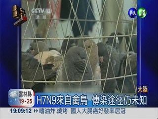 華南爆疑似病毒 家禽市場急封閉