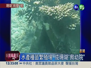 澎湖人工種珊瑚 成功復育逾萬株