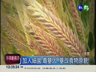美發現"基改小麥" 日韓停止進口