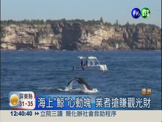 澳洲"鯨"奇之旅 乘風破浪超刺激