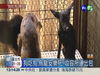 收容所不給吃? 狗狗餓壞啃同類