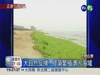 綠藻入侵! 青島海水浴場綠油油