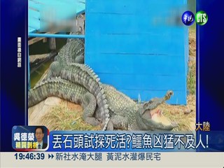 丟石頭斷生死?! 遊客砸死4鱷魚