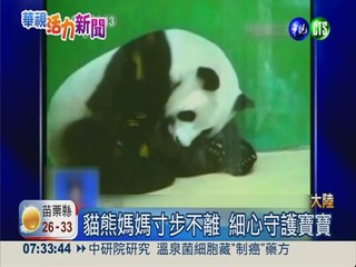 廣州動物園有喜! 小貓熊誕生