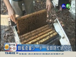 蜂蜜產量少一半  蜜蜂過勞死