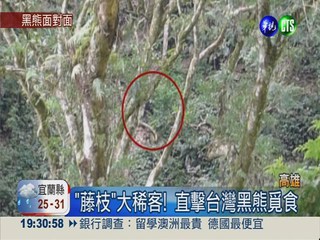 對看10秒鐘! 台灣黑熊下山覓食