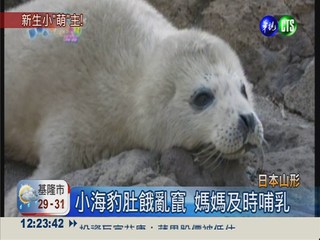 北極熊寶寶超可愛 日本大明星