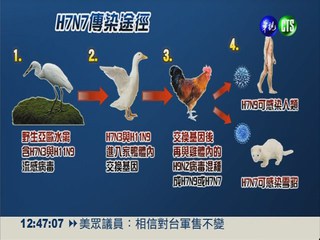 禽流感新變種 H7N7病毒恐傳人