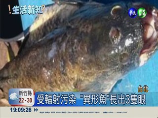 日輻射污染嚴重 少吃大型魚.貝類