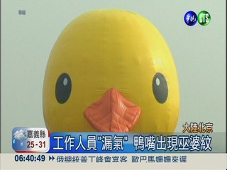 黃色小鴨游到北京 鴨嘴有巫婆紋