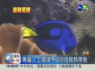 領先全球! 台灣打造"熱帶魚世界"