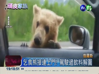 公路成動物園 野生熊趴窗戶乞食