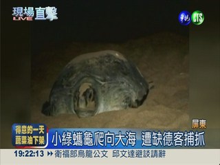 小琉球綠蠵龜孵化 缺德客竟捕抓
