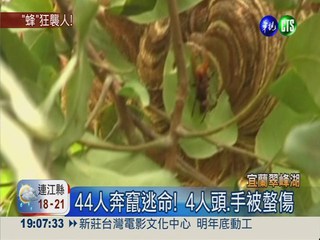 翠峰湖虎頭蜂螫人 4人傷老翁昏迷