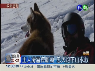 主人滑雪摔斷頸 忠犬求救助保暖