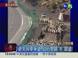 不走馬路走"羊"路 避免與車爭道!