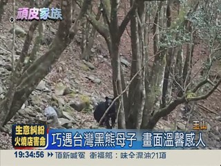 玉山國家公園 喜見台灣黑熊母子