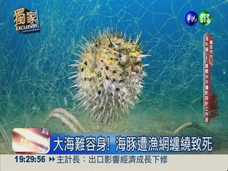 潛水"看見台灣" 海洋生態全記錄