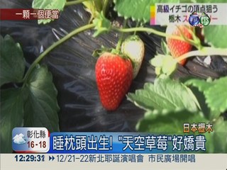 日本草莓"爭霸" 福岡力拚櫪木!