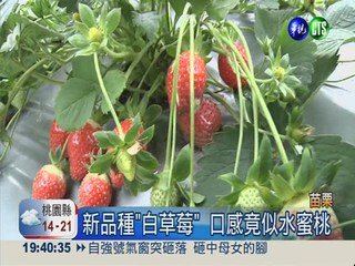 日本引進改良 白草莓吃出蜜桃味