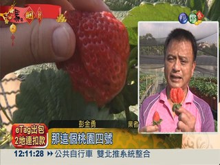 新品種草莓"桃園4號" 尺寸大3倍