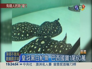 皇冠魟魚1尾60萬 大陸富豪新寵