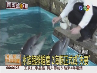 海豚感情好 水族館成全辦婚禮
