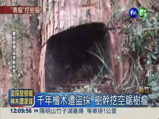 千年檜木遭盜採 山老鼠挖樹瘤