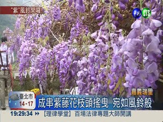 紫藤花嬌羞登場 日本藝人來代言