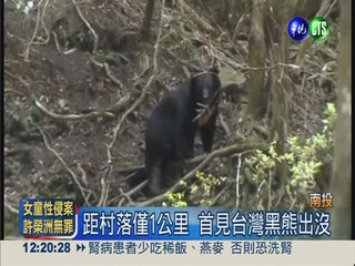 海拔400公尺山區 驚現台灣黑熊