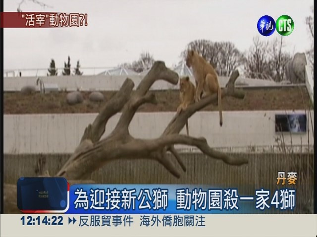 為一隻公獅 丹麥動物園再殺四獅 | 華視新聞