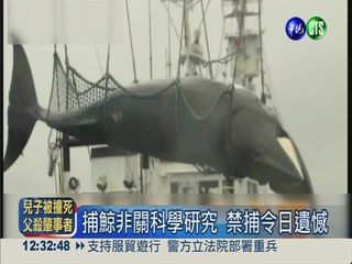 國際法庭裁決 日本禁在南極捕鯨