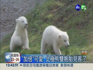 "加倍"可愛! 北極熊雙胞胎亮相
