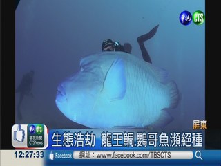 搶救保育類魚種 海底開記者會
