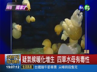 興達港驚奇! 數十萬隻水母聚集