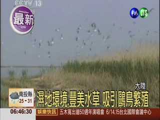 內蒙古東居延海 首發現鷗鳥蹤跡