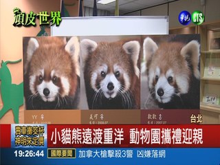 福州贈台3隻小貓熊 最快7月見客