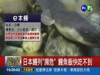 日本鰻列瀕危動物 美味恐消失
