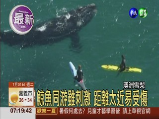 澳洲衝浪客與鯨同游 電視台直播