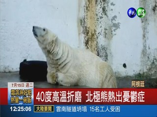 動物園飆40度 北極熊熱到憂鬱症