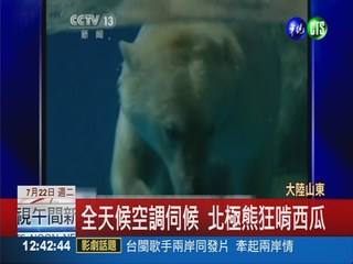 北極熊.企鵝熱壞 吃冰吹風扇消暑
