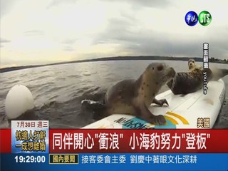 可愛小海豹 爬30分鐘登上衝浪板