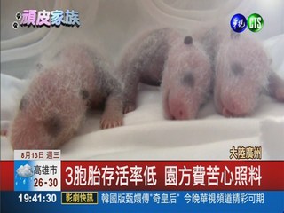 廣州動物園 貓熊產下3胞胎存活