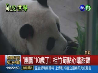"團圓"慶10歲 動物園舉辦生日趴!