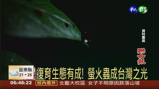 擊敗大陸 台灣將舉辦螢火蟲年會