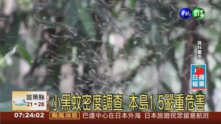 小黑蚊肆虐全台 台南.花蓮最嚴重