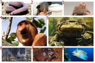 BBC 世界前8「最醜」的瀕臨絕種動物