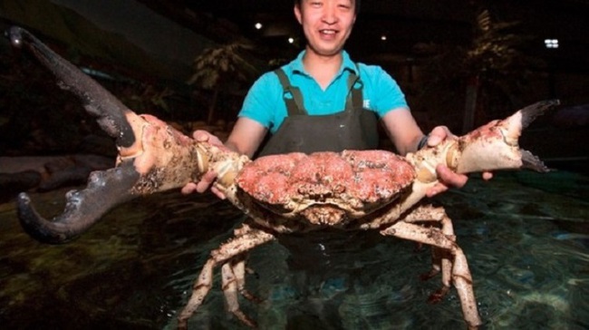 驚! 日巨蟹會殺人 台灣毛蟹可愛多了 | 華視新聞
